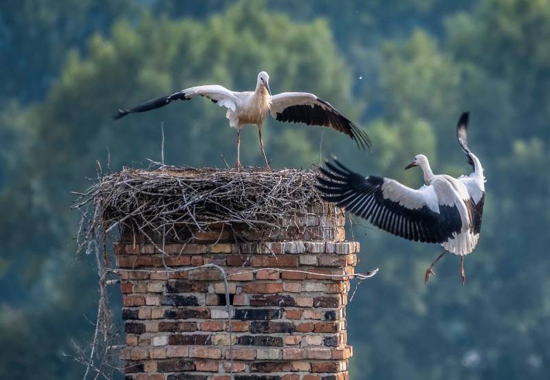 Professional Chimney Animal Removal Services in Topanga Canyon, California