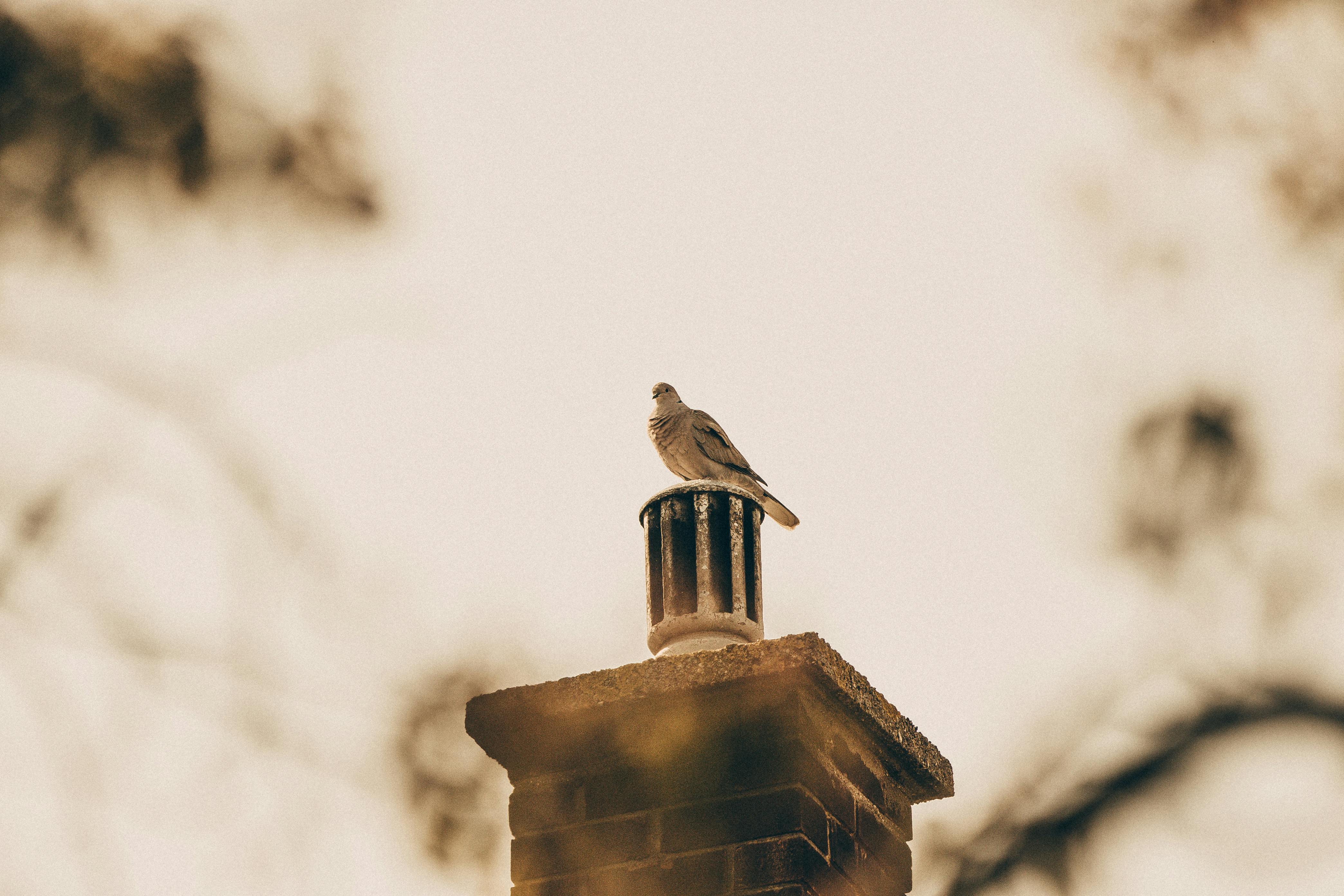 Expert Chimney Cap Installation in Topanga Canyon, California